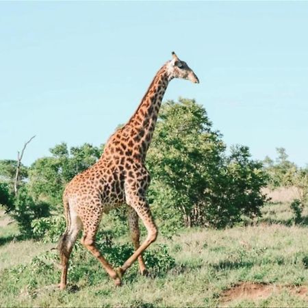 Honeyguide Tented Safari Camps - Mantobeni Manyeleti Game Reserve Exterior foto