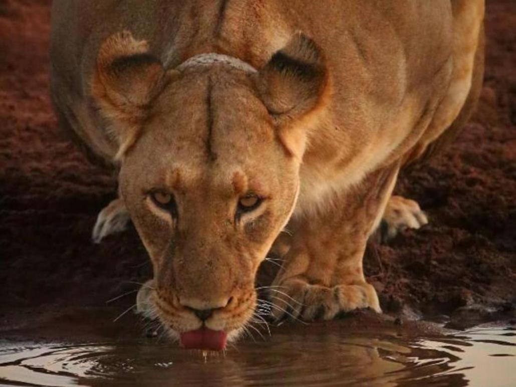 Honeyguide Tented Safari Camps - Mantobeni Manyeleti Game Reserve Exterior foto