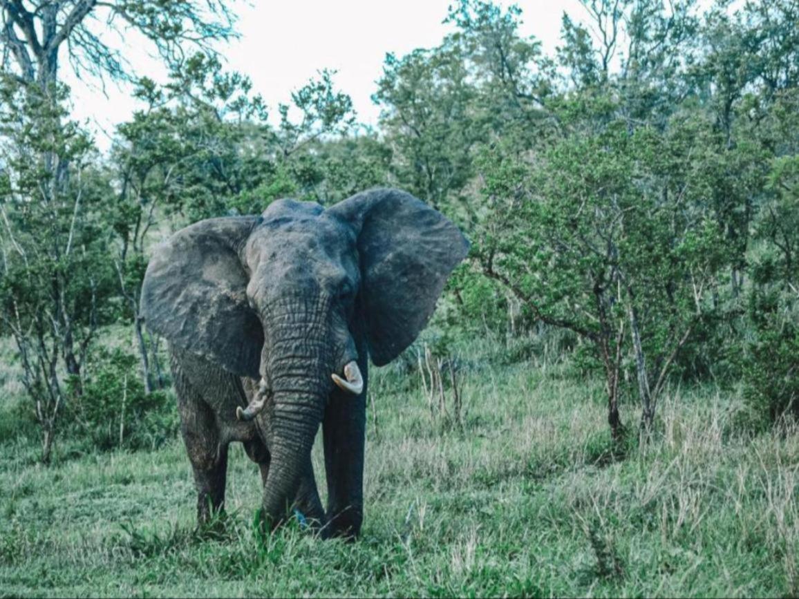 Honeyguide Tented Safari Camps - Mantobeni Manyeleti Game Reserve Exterior foto