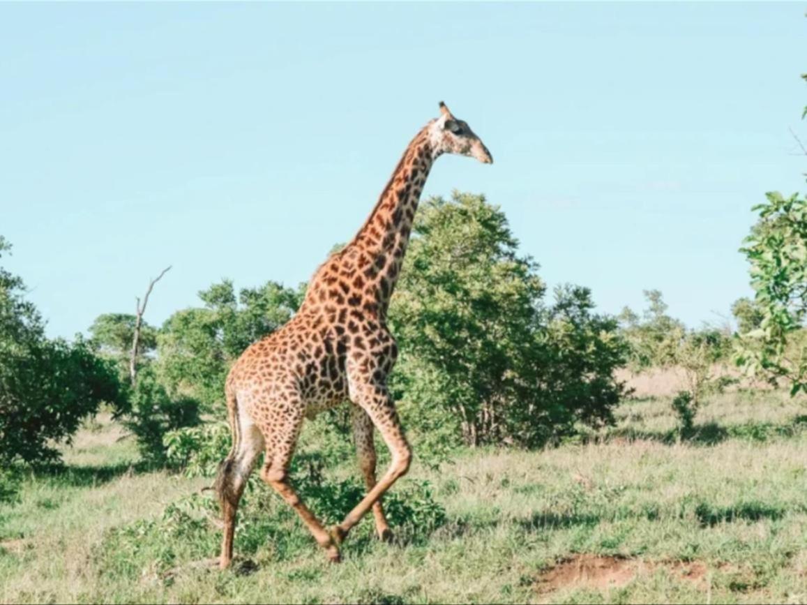 Honeyguide Tented Safari Camps - Mantobeni Manyeleti Game Reserve Exterior foto