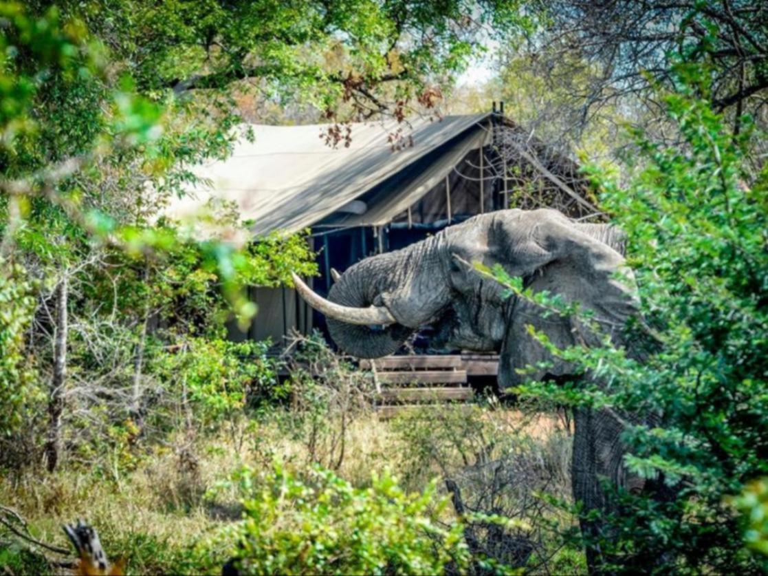 Honeyguide Tented Safari Camps - Mantobeni Manyeleti Game Reserve Exterior foto